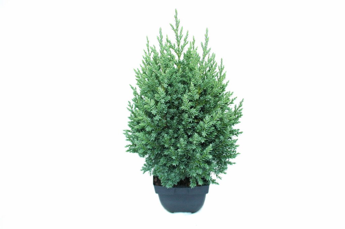 Juniperus chin. 'Stricta' - C2